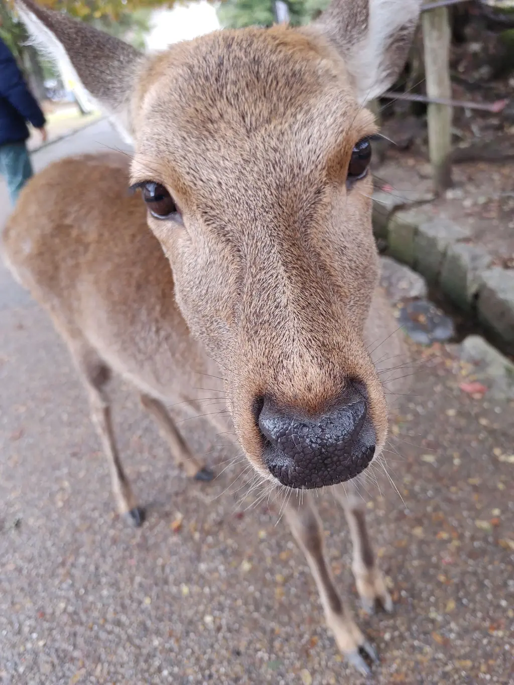 Nara biche