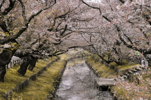 japon printemps